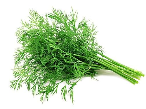 La zappa Semi di Aneto piante per orto e giardino coltivazione domestica e professionale