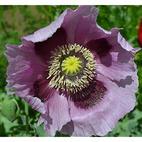 Sherwoods Seeds Purple Poppy Seed Packet Cover