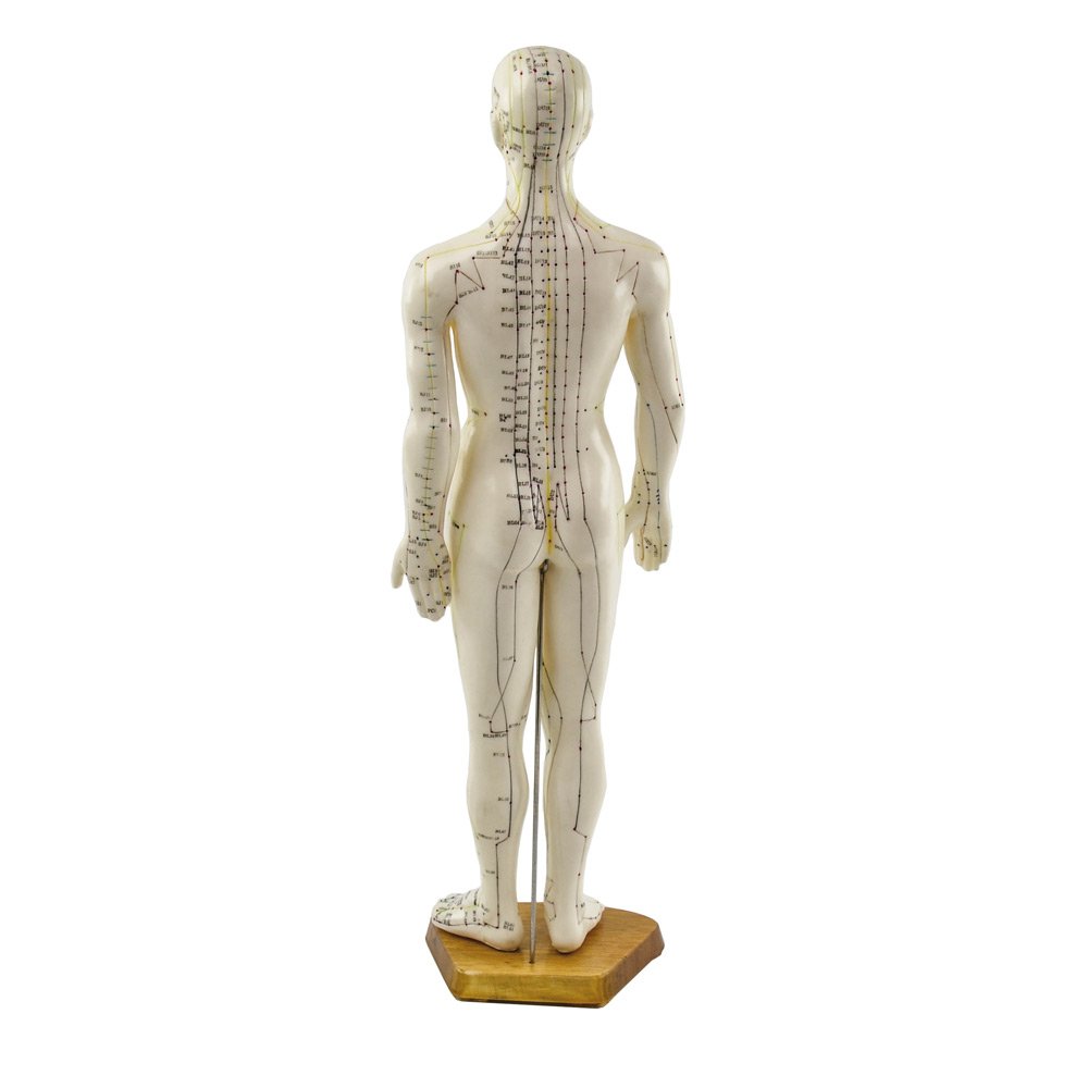 akupunktura model