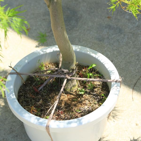 Amazon.co.jp: 特撰庭木・植木：青しだれもみじ（青枝垂れ）* そのまま