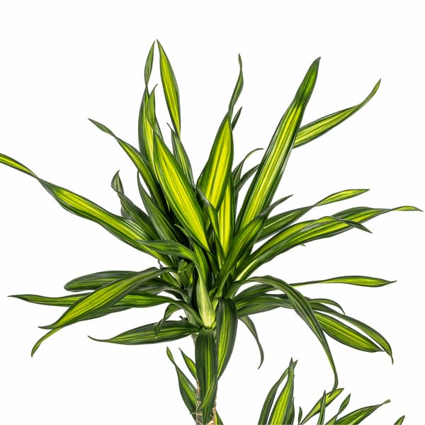 Dracaena deremensis Rikki Drachenbaum 70-90cm 19cm Zimmerpflanze pflegeleicht grüne Blattpflanze für Wohnzimmer Büro Flur dekorative Grünpflanze