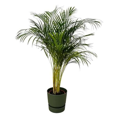 Areca Palme – Palma di Betel – Pianta d'appartamento – 130 cm – Ø 24 cm + vaso Greenville verde D30 x 28