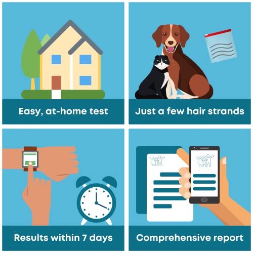 Healthy Stuff Online - Pet Sensitivity And Intolerance Test - Pet, Dietary, Sensitivity, Intolerance, At-Home Testing, Cats, Dogs, Horses - Animal Dna, Fast, Easy, Lab Results #TOP3