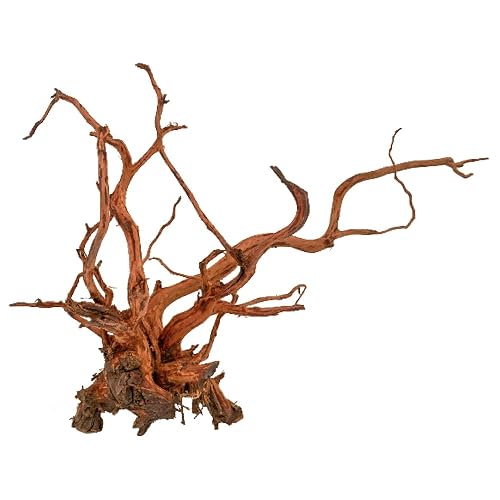 Amtra Madera Red Spider King - Talla XS 10-25 cm
