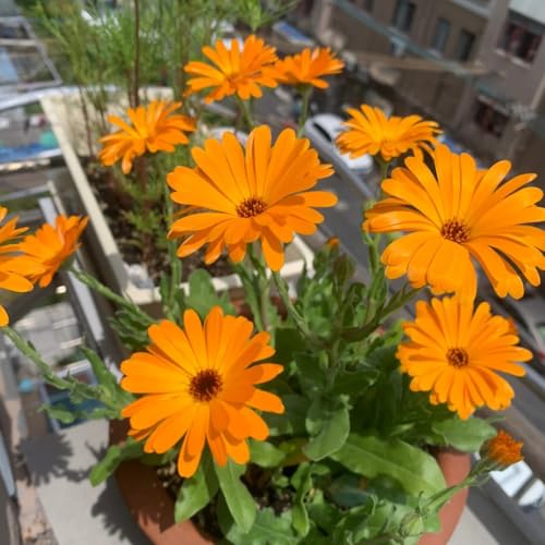 semi di calendula, esotiche da balcone resistenti esterno, giardino 1000pcs