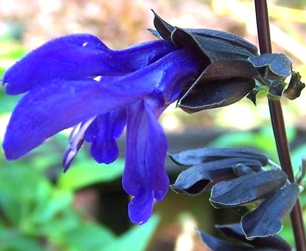 Salvia Black & Blue Midnight Potted Plant, Beautiful Flowers