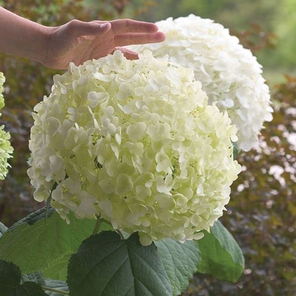 ✤ アナベル グランデクリーム ✤ 挿し穂 3本 ⚘˖* ネコポス発送 ⚘˖* ✤ アナベル グランデクリーム ✤ 挿し穂 3本 ⚘˖* ネコポス発送 ⚘˖