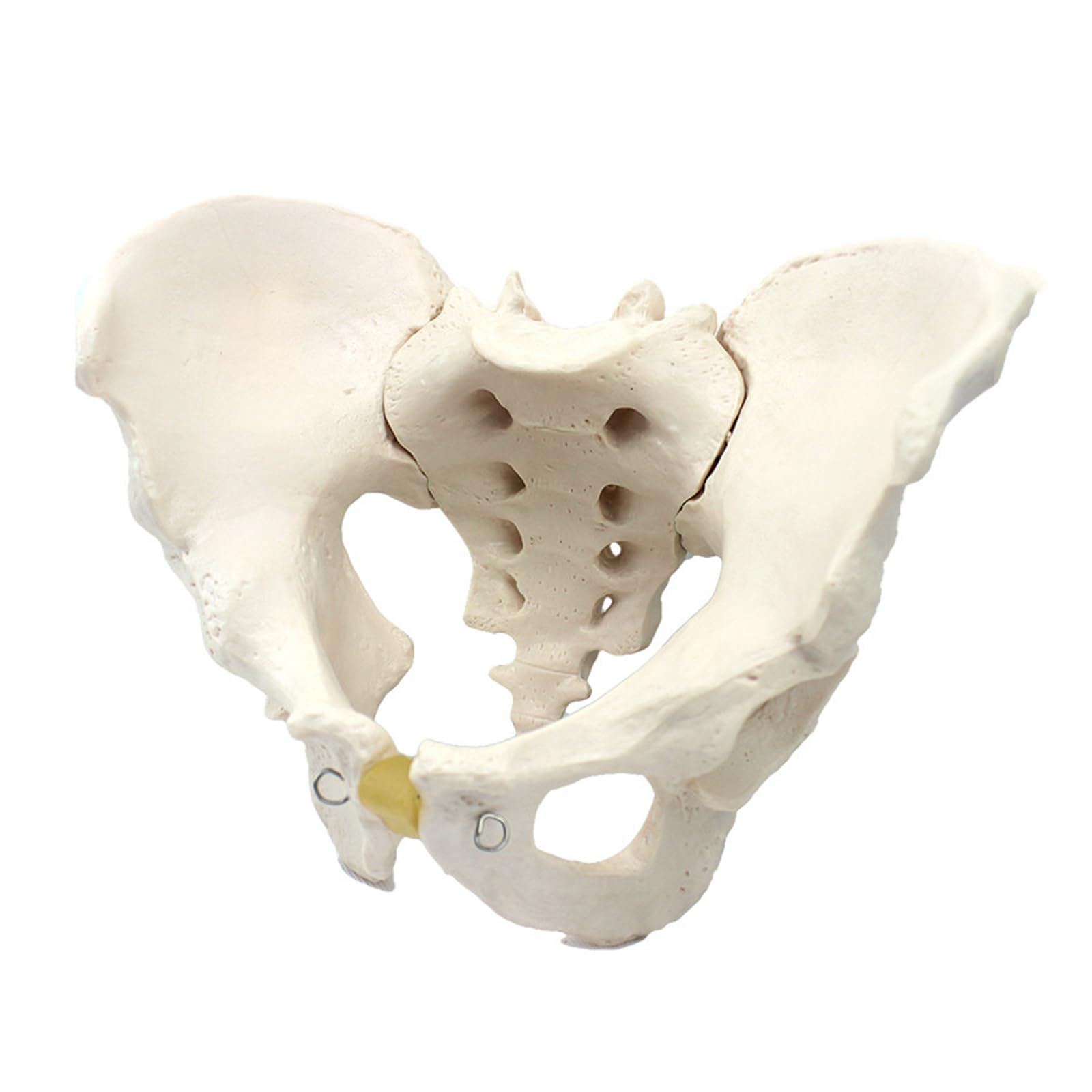 LKYLVEE Anatomically Correct Pelvis Model - Anatomical Male Pelvis Model - Human Pelvic Anatomy Replica for Medical Education,male