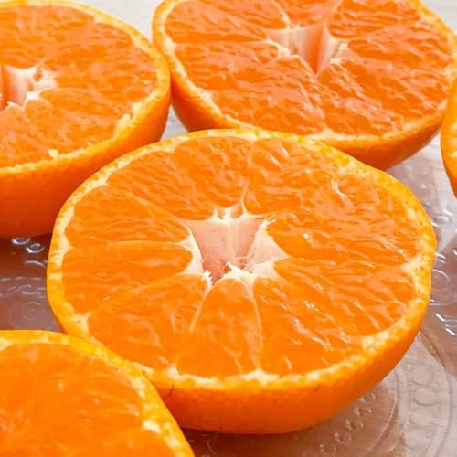 [母の日ギフト]ハウスみかん 温室栽培 夏の有田みかん 1kg 秀品 L M Sサイズのいずれか 和歌山県産 [2026年5月1日より順次お届け][みかんの会]