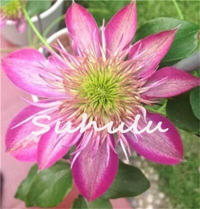 Amazon 10 安い50個クレマチス盆栽の種 クレマチスの種 花の種庭の花の種開花植物の庭の美化 スノーダンプ ラッセル