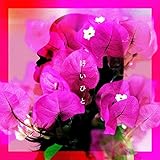 �D���Ђ� ���