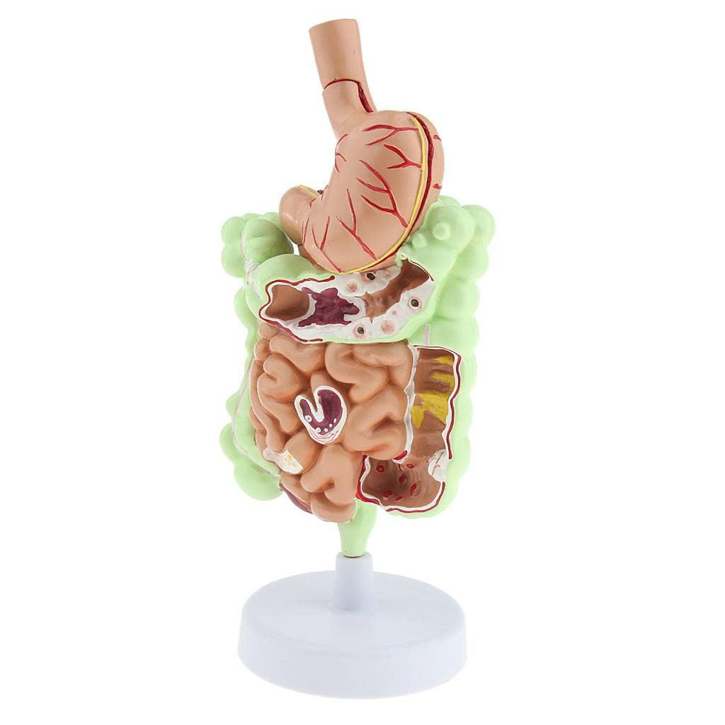 Anatomía del Sistema Digestivo Humano Modelo de Enseñanza Anatómica Estudio Anatómico