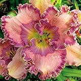 Taglilien Rhizome, BlumenRhizome Mix, Mysteriöse magische Glühbirne, Mehrjährige Rhizome, Winterhart Rhizome, Seltene Rhizome, 3zwiebeln-J