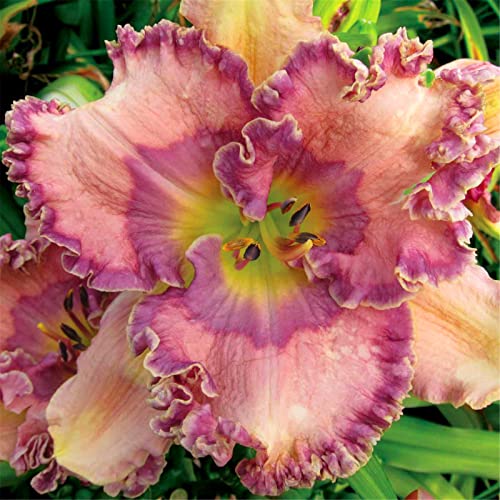 Taglilien Rhizome, BlumenRhizome Mix, Mysteriöse magische Glühbirne, Mehrjährige Rhizome, Winterhart Rhizome, Seltene Rhizome, 3zwiebeln-J