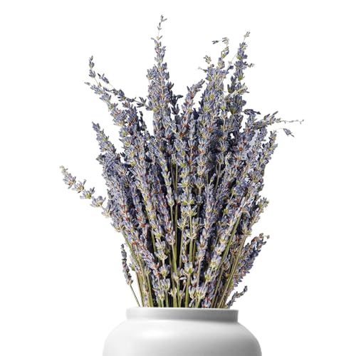 Flores De Lavanda Secas - Publicar Lavvender Seco Perfumado A Granel | Gallinas De Lavender Naturales Ordenadas A La Persiana | Grupo De Lavanda Seca Para Decoración Interior, Aromaterapia, Artesanía
