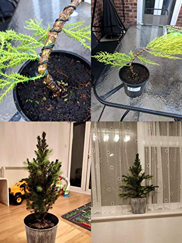 Kebinfen Tree Training Wires for Bonsai Tree, with Bonsai Wire Cutter - Size 1.0 mm/ 1.5 mm/ 2.0 mm (128 Feet Total), Anti-Corrosion and Rust Resistant