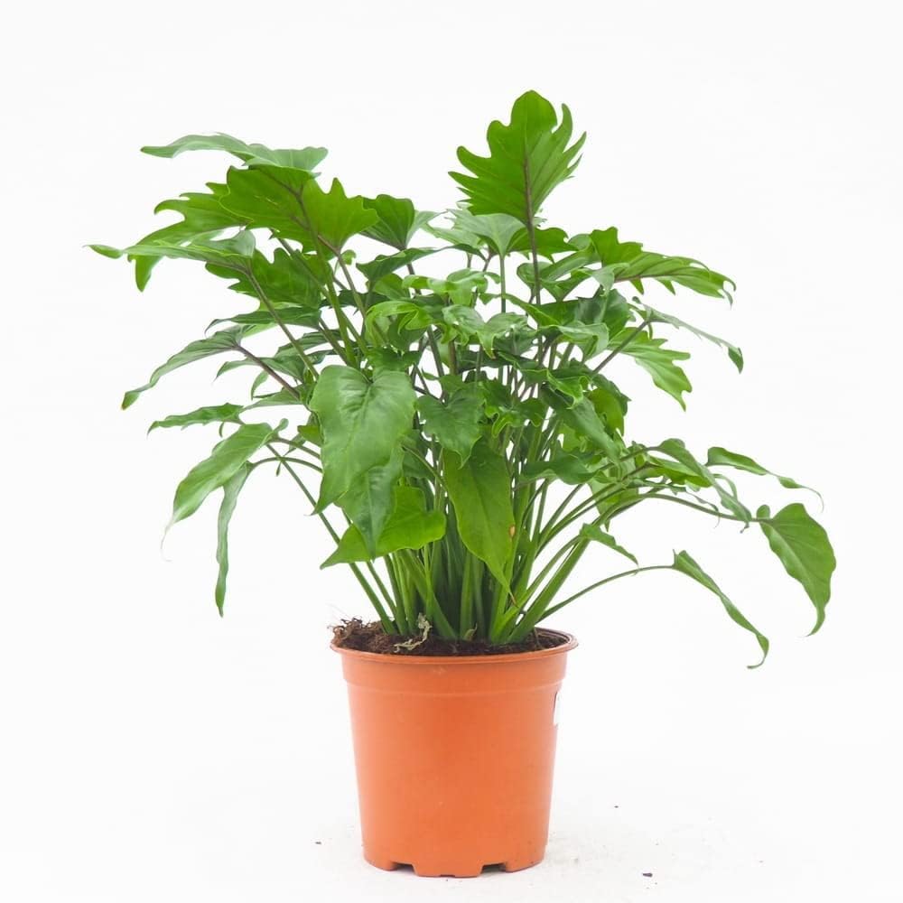 Xanadu Philodendron Live Plant, Easy Care With Pot, Air Purifier (1)-image-27