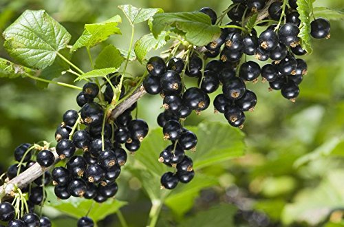 National Gardens Black Currant Fruit Seeds (Multicolour, Pack of 10) (B073BQNW5B) Amazon Price History, Amazon Price Tracker