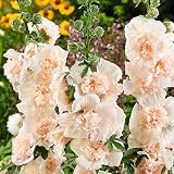 Hollyhock Seeds - Majorette Double Champagne - Packet - Pink Flower Seeds, Heirloom Seed Attracts Be