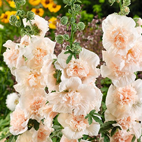 Hollyhock Seeds - Majorette Double Champagne - Packet - Pink Flower Seeds, Heirloom Seed Attracts Bees, Attracts Butterflies, Attracts Hummingbirds, Attracts Pollinators, Easy To Grow & Maintain #TOP27
