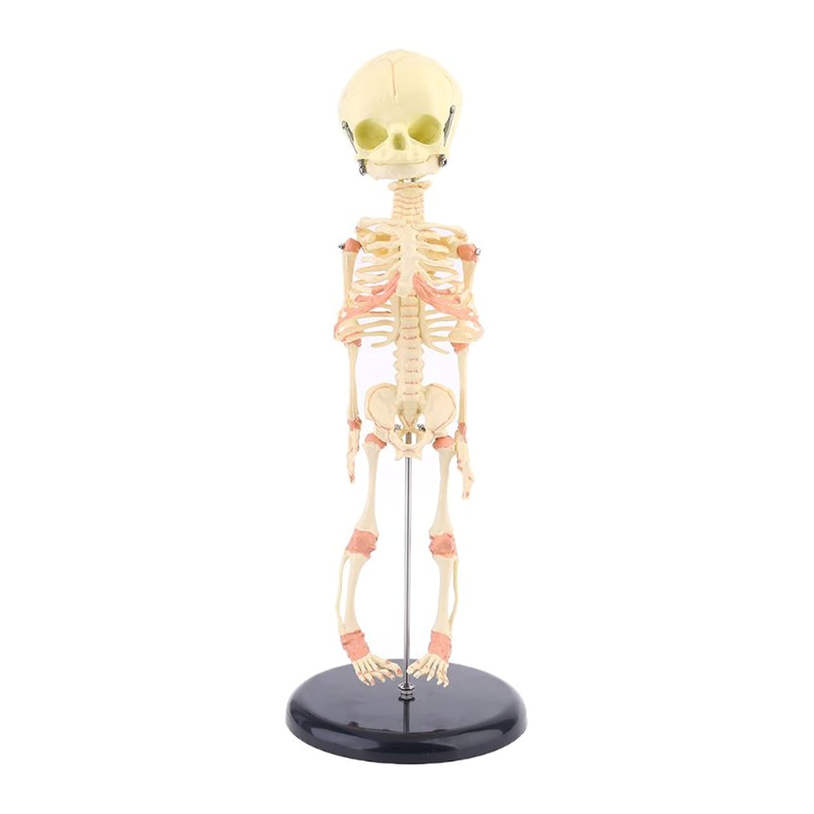 Amazon.co.jp: 頭蓋骨モデル シングルヘッドベビースカルヒューマン