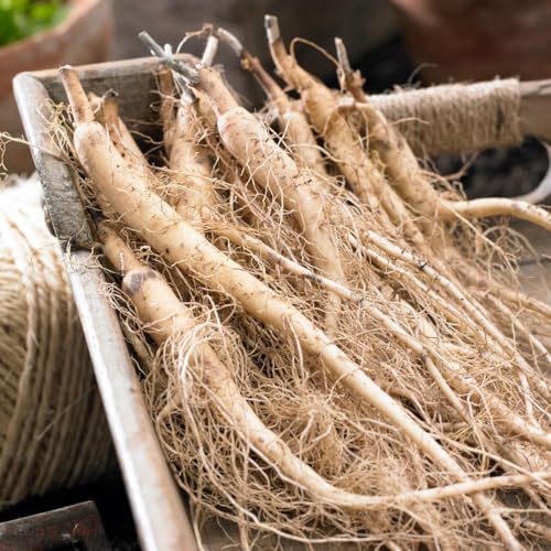 Votaniki Mix Platycodon Grandiflorus (Balloon Flower) Bare Roots — Perennials for Stunning Garden Displays | Long-Lasting Blooms, Easy to Grow (6 Pack)