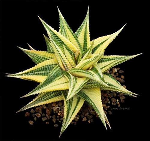 ExoticRarePlants Haworthia Spec Rare Plant (B07ZJPKVQJ) Amazon Price History, Amazon Price Tracker
