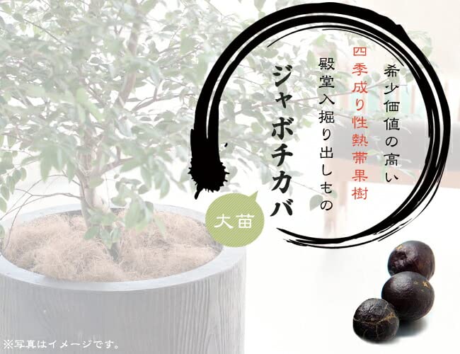Amazon.co.jp: 四季成り ジャボチカバ 実生 ポット苗 沖縄県産