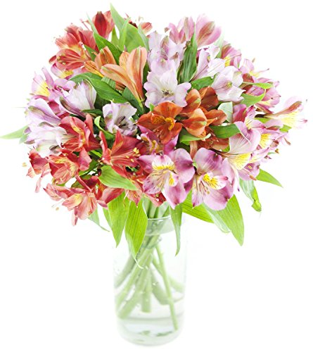 Alstromeria Peruvian Lilies 20 stems with Vase