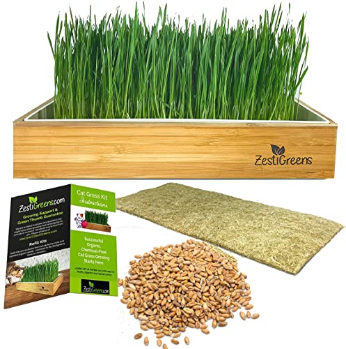 Self-Watering Cat Grass Kit – Grow Fresh, Living...