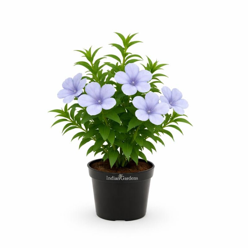 Image of Indian Gardens - Light Blue Colour Barleria cristata /Decemeber flower plant with 4 inch Pot