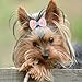 Hidaily 20 Pcs Dog Bows with Rubber Bands, Dog Hair Bows for Small Dogs Girl, Cute Flower Puppy Bow Pet Hair Accessories for Cat Yorkie