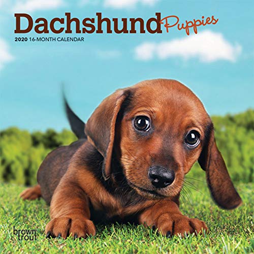 Dachshund Puppies 2020 7 x 7 Inch Monthly Mini Wall Calendar, Animals Dog Breeds Puppies (English, Spanish and French Edition)