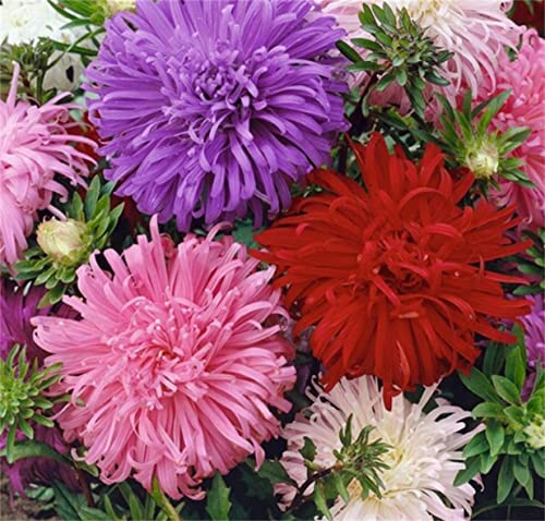 200+ Powder Puff Aster Seeds Rainbow Chrysanthemum Mix Aster Seeds Flowers Seeds #TOP2