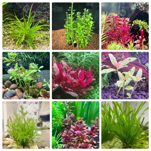 300 piezas Plantas de acuario semillas hierba Plantas resistentes para el jardín. Plantas acuáticas - Macrófitas - plantas de interior purificadoras de aire, acuario de plantas acuáticas