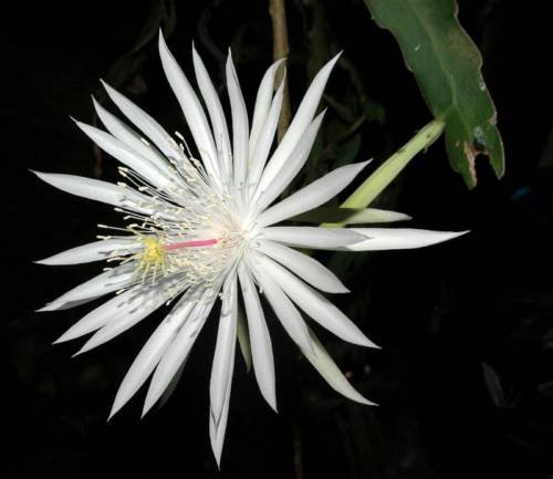 2 White Orchid Cactus Epiphyllum Cuttings: One OXYPETALUM & One Strictum