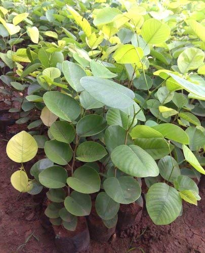 Image of Live Green Plant Seeds | Red sandalwood /Red Sanders /Lal Chandan Seeds For Planting - Pack of 10 Seeds