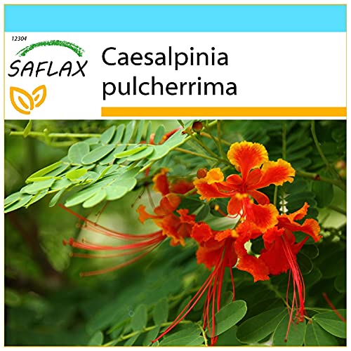 SAFLAX - Set regalo - Pequeño flamboyan - 10 semillas - Con caja regalo/envío, etiqueta para envío, tarjeta de felicitación y sustrato de cultivo y fertilizante - Caesalpinia pulcherrima