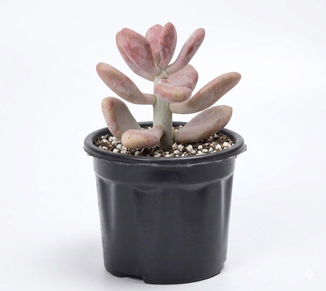 Moonstone Pink Succulent Live Plant | Pachyphytum Oviferum | Aesthetic Indoor Plant for Desk, Balcony & Gifting-image-18