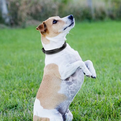 Joytale Halsband Hund, Gepolstertes Hundehalsband Breit aus Neopren Nylon Hundehalsband Verstellbar für Mittelgroße Hunde, Weich und Reflektierend Hundehalsbänder, M, Schwarz