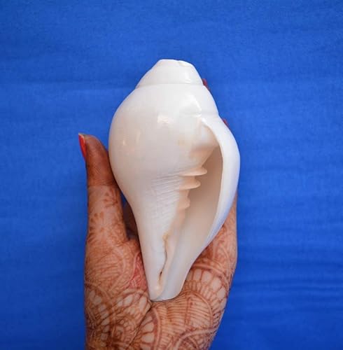Shankh de soplado original VAMAVARTI BAJNEWALA - Concha de concha - Shankh de soplado fuerte y grande Vamavarti blanco Shankha Conch Shells -