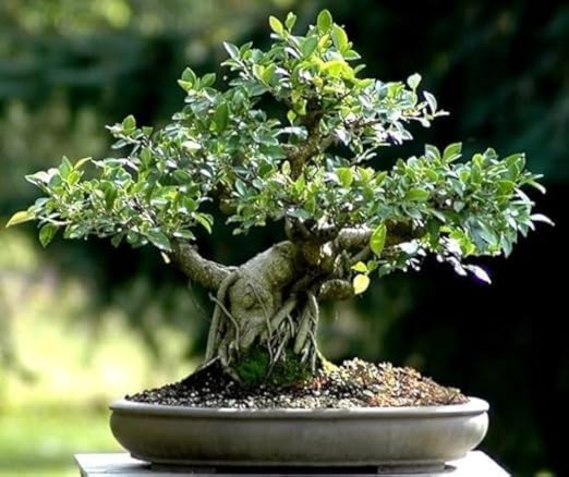 Nandini Garden Bonsai Lucky Banyan Marri Baniyana baragad Paniyan Banyan Malayan Banyan Indian Laurel Ficus Curtain Fig Tree Ficus Long Island Mini Chaina Bot Banyan 3 Years Old Bonsai Live Plant (B0CSDP2LCG) Amazon Price History, Amazon Price Tracker