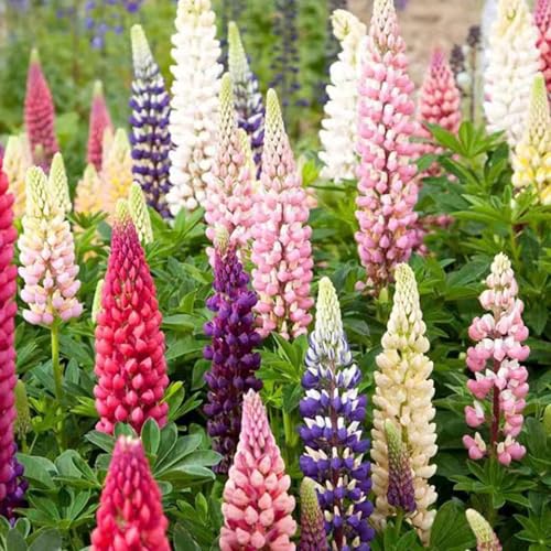 1000 PCs Russell Lupine Seeds Mehrjärmige Kalt Hardy Frost Tolerant Wildlumen Samen Lupinus Polyphyllus samen für Winter Herbst Pflanzung Mischfarbe