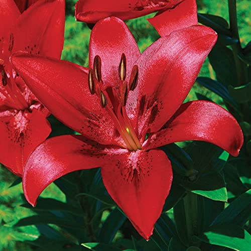 Asiatic Lily Imported Red Flower Bulbs for Pots and Home Gardening