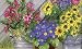 Magnet Works MAIL11752 Blossom Buckets MatMate,(18in X 30in)