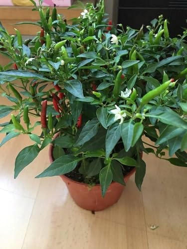 Image of Green Chilli Live Plant with Pot | Spicy Mirchi Vegetable Plant for Kitchen Garden | Fast Growing Chilli Pepper Plant for Balcony, Terrace & Outdoor Gardening | Pack of 1