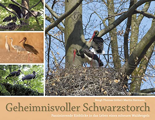 Geheimnisvoller Schwarzstorch: Faszinierende Einblicke in das Leben eines scheuen Waldvogels