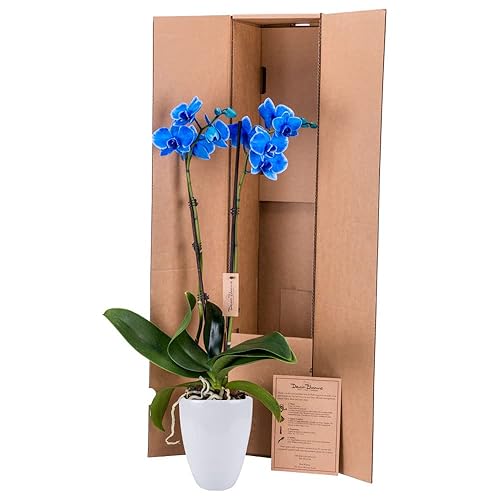 Miniatura 2 de DecoBlooms Planta de orquídea azul viva flores de 5 pulgadas decoración del hogar con flores frescas