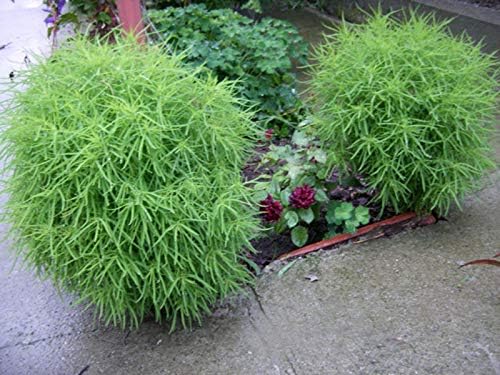 Miniatura 5 de Semillas arbusto ardiente de hoja perenne (Kochia Childsa) Jardín anual de flores tradicionales para plantar sin OMG