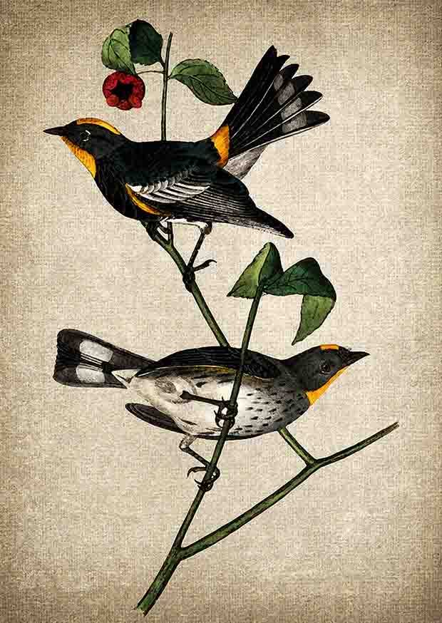 鶏の絵画 木製フレーム付き　アンティーク 鶏の絵画 木製フレーム付き アンティーク 鶏の絵画 木製フレーム付き